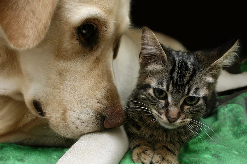 Pet Friendly Buildings